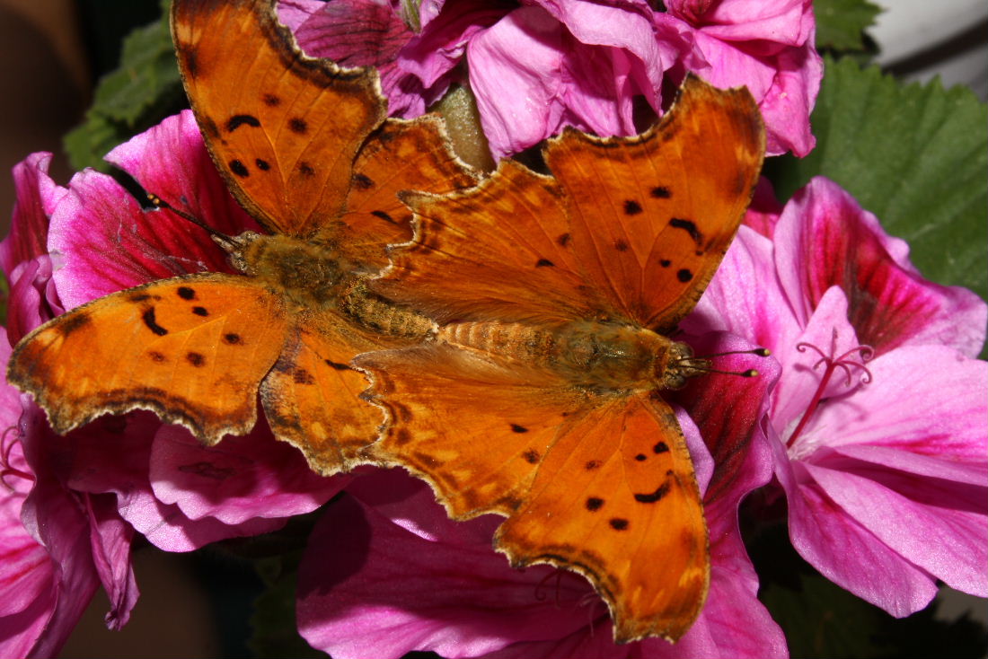 Polygonia egea ? - Si